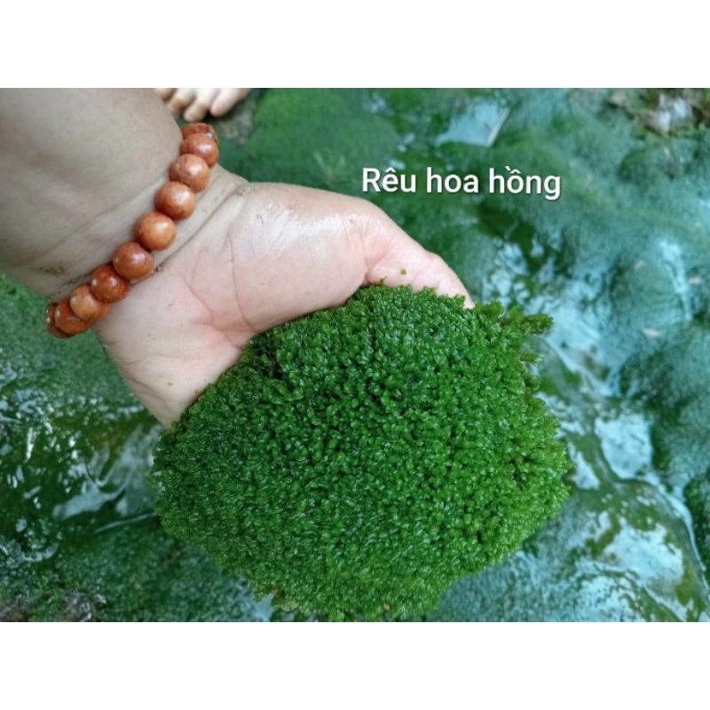 Rêu hoa hồng (moss rose) cho bể thủy sinh hộp lớn nhất trải ra 20x25cm ...