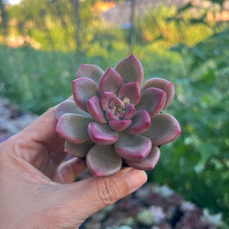 [CÓ GIÁ SỈ] sen đá Ruby cherry size bầu 4-5cm | Shopee Việt Nam