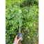 Cây giống Gõ Đỏ (Mua 10 tặng 1)