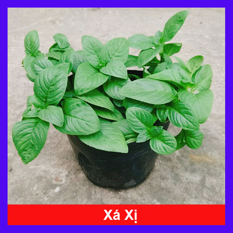 Cây Xá Xị - cây rau Quế Vị