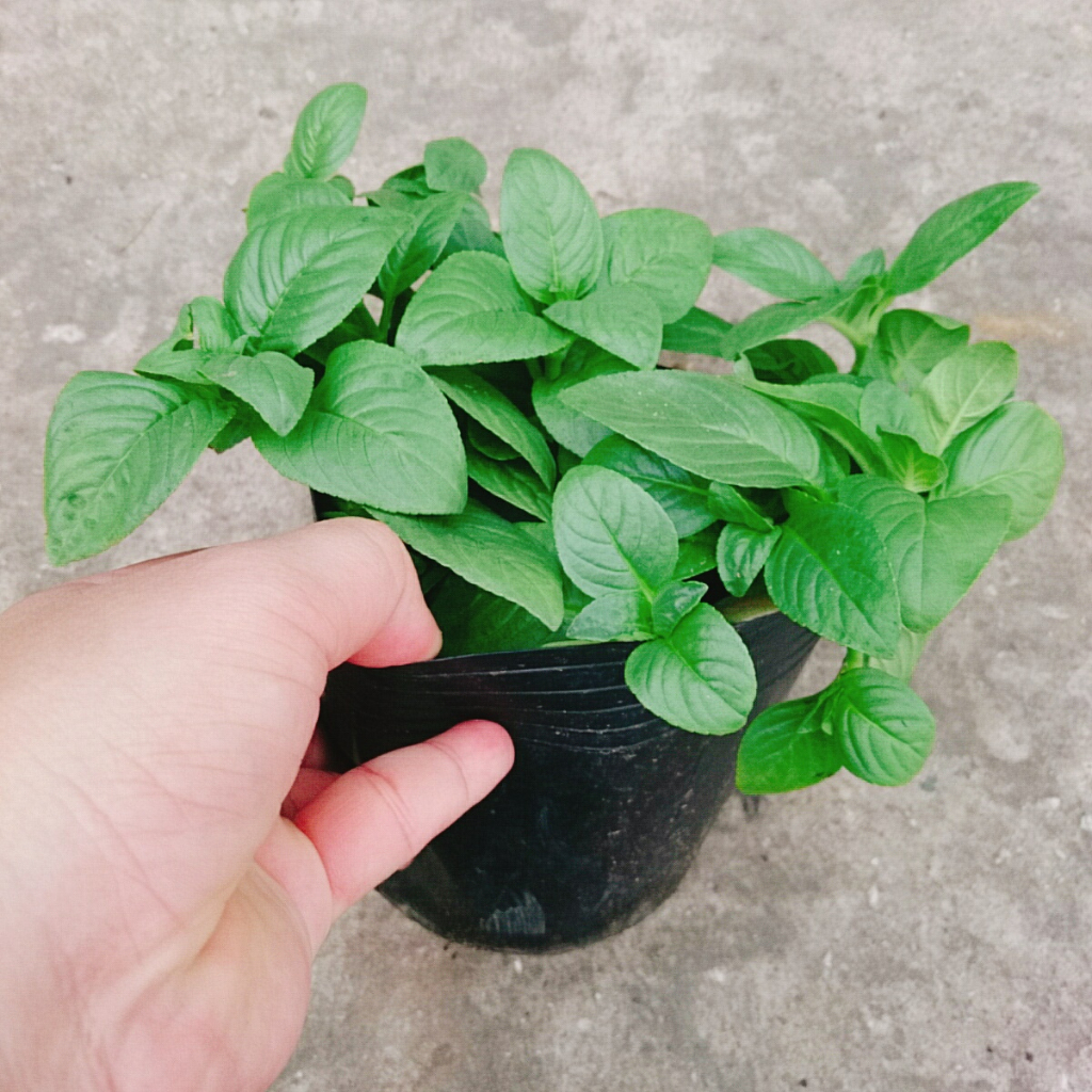Cây Xá Xị - cây rau Quế Vị