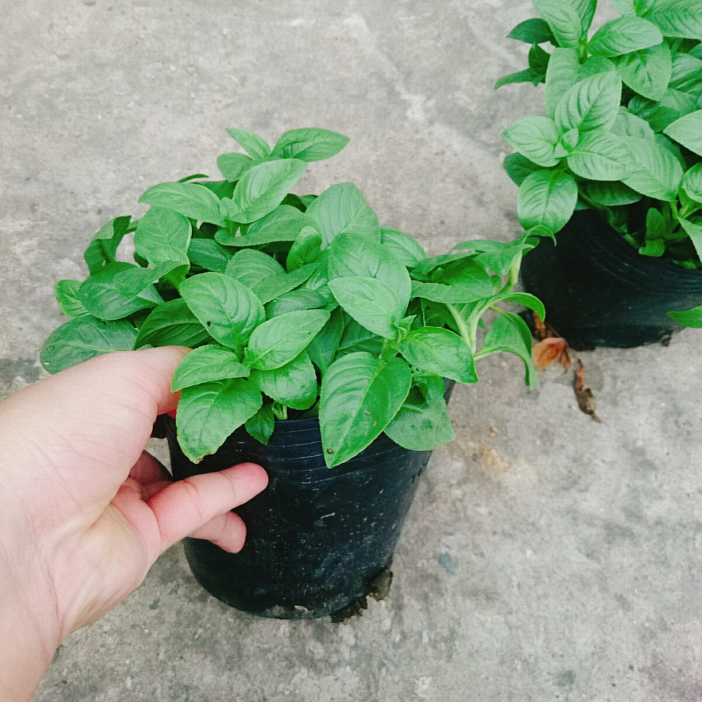 Cây Xá Xị - cây rau Quế Vị