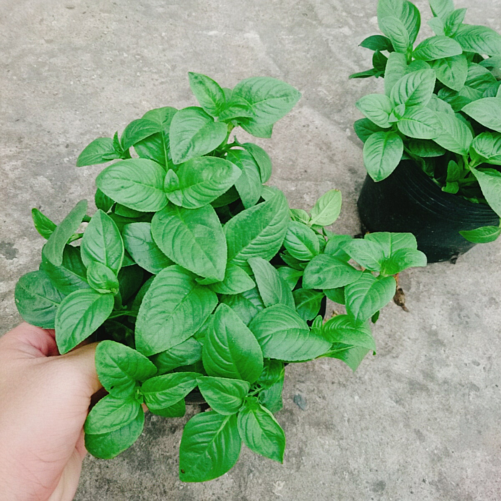 Cây Xá Xị - cây rau Quế Vị