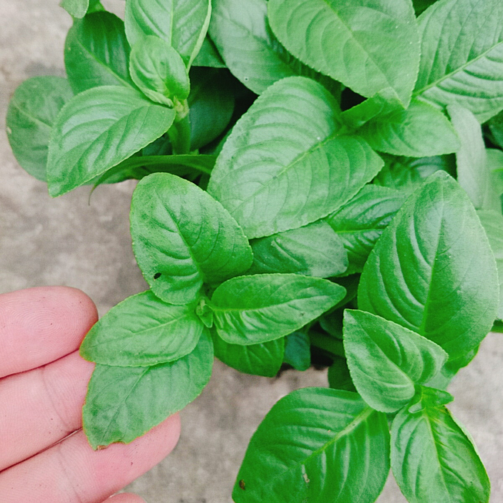 Cây Xá Xị - cây rau Quế Vị