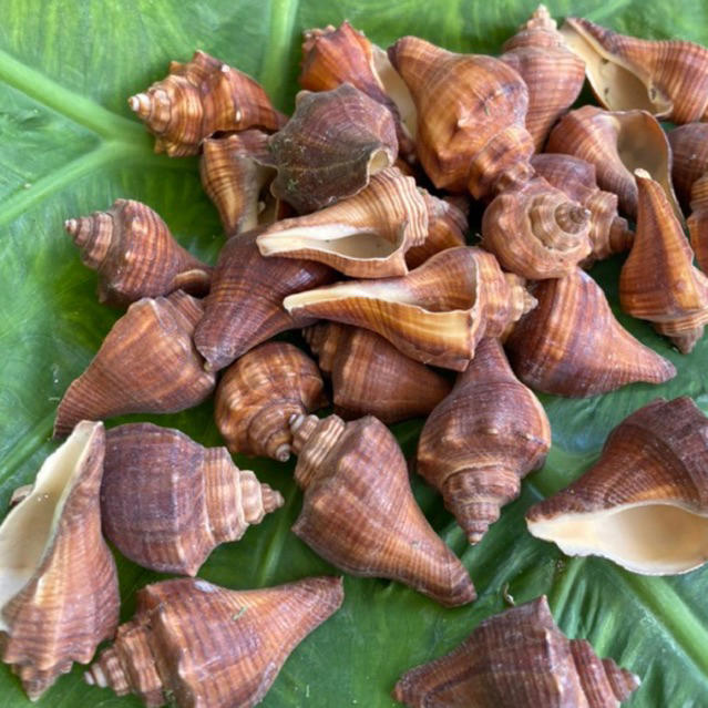 VỎ ỐC ĐÙI GÀ ĐỎ trang trí, vỏ cho ốc rụt rè, ốc mượn hồn, cua ẩn sĩ, dã ...
