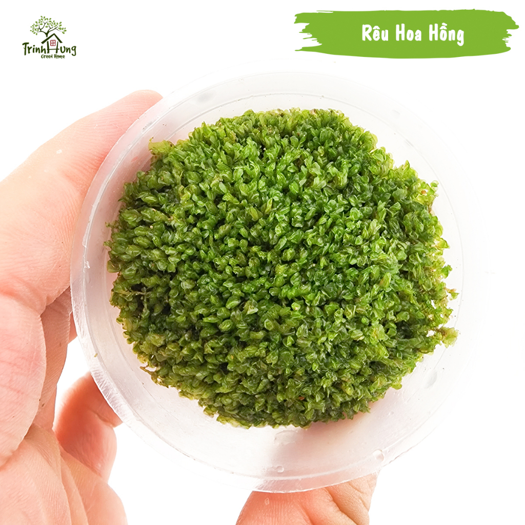 [TỔNG HỢP] Các loại rêu đẹp setup bán cạn, terrarium, bonsai, trang trí ...