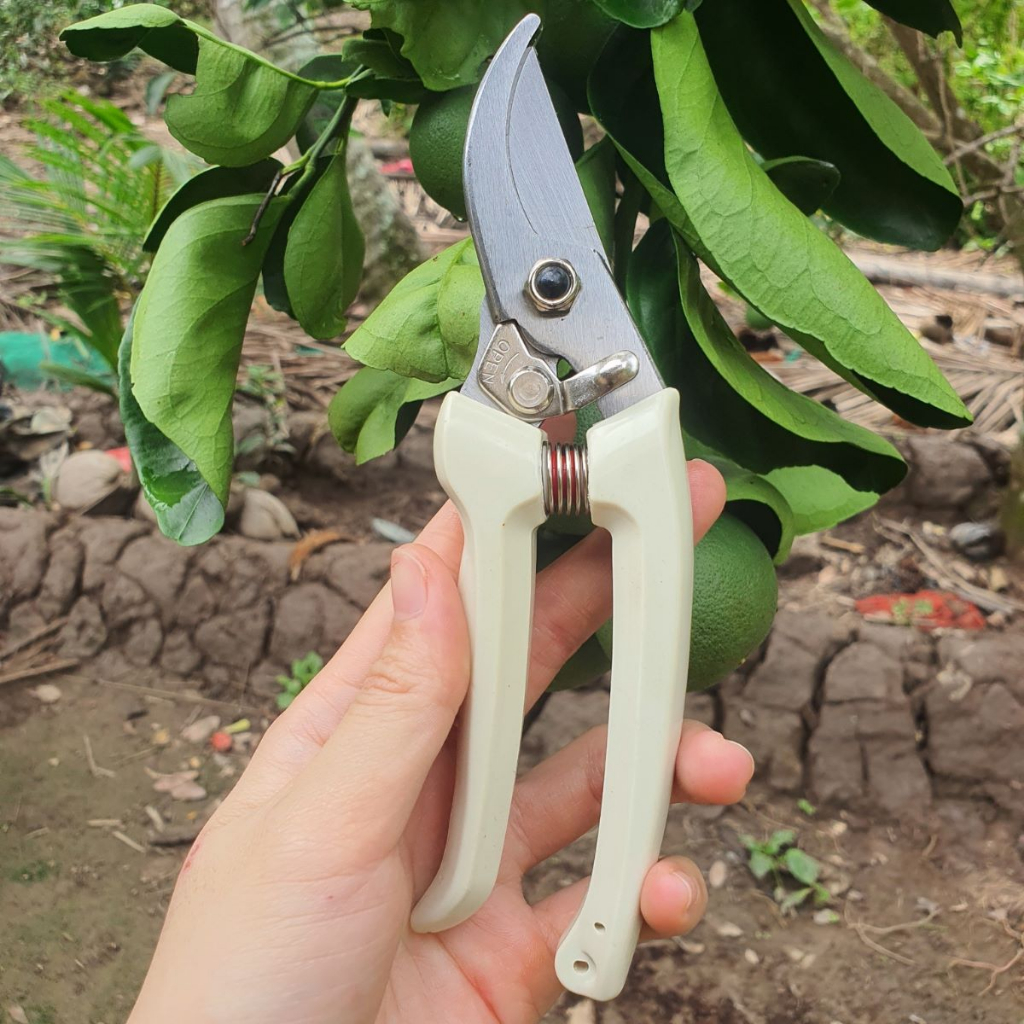 (Freeship) Combo Dụng Cụ Làm Vườn Cây Cảnh Bonsai (Cưa Barker Kèm Lưỡi Cưa Lách New Kèm Lưỡi và Kéo Tỉa Cành) - GD Smart