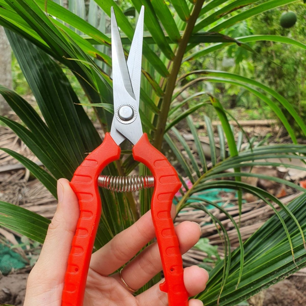 Combo Dụng Cụ Làm Vườn Cây Cảnh Bonsai (Kéo Tỉa Đỏ Kéo Cắt Cành Dao Ghép Cành và Cưa Lách New) - Dụng Cụ Nông Nghiệp GD