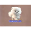HÌNH IN ÁO-- ICON DOGS,CATS SUPER CUTE .MẦU SẮC ẤN TƯỢNG- Hàng thiết kế .IN ỦI TRỰC TIẾP TẠI NHÀ BẰNG BÀN ỦI