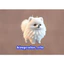 HÌNH IN ÁO-- ICON DOGS,CATS SUPER CUTE .MẦU SẮC ẤN TƯỢNG- Hàng thiết kế .IN ỦI TRỰC TIẾP TẠI NHÀ BẰNG BÀN ỦI