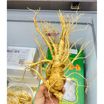 Nhân Sâm Tươi Hàn Quốc Size 6 Củ/ Kg, Bán lẻ 1 Củ - Sâm Tươi Bổi Bổ Sức Khoẻ