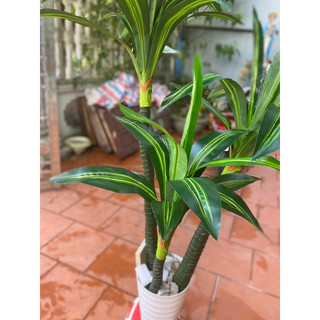 Bộ 3 cây Thiết Mộc Lan giả cao 1,8m - Cây decor giống thật