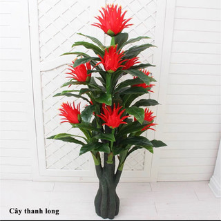 Cây hoa Thanh Long ( cây phát tài ) 9 bông cao cấp - Cây giả decor