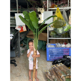 Bộ 2 cây chuối quê giả cao 1,6m - Cây giả decor