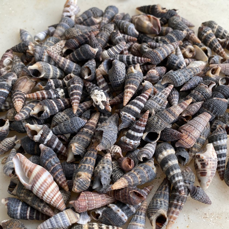 VỎ ỐC NHÍM trang trí, vỏ cho ốc rụt rè, ốc mượn hồn, cua ẩn sĩ, dã ...