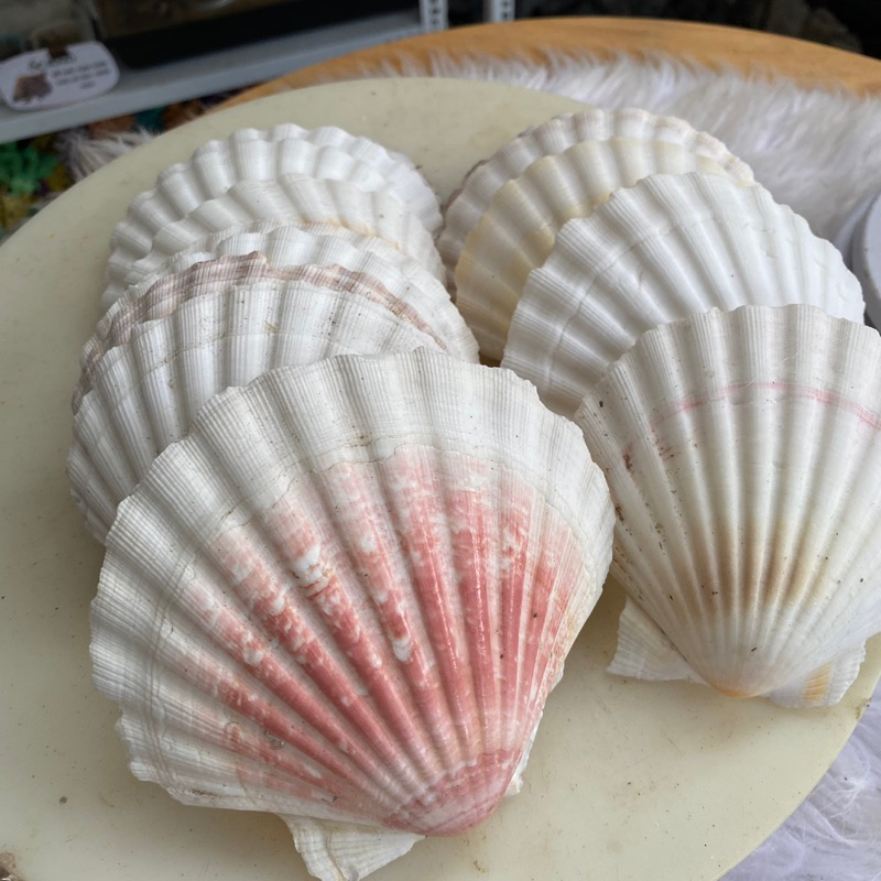 VỎ SÒ LỚN trang trí, vỏ cho ốc rụt rè, ốc mượn hồn, cua ẩn sĩ, dã tràng ...