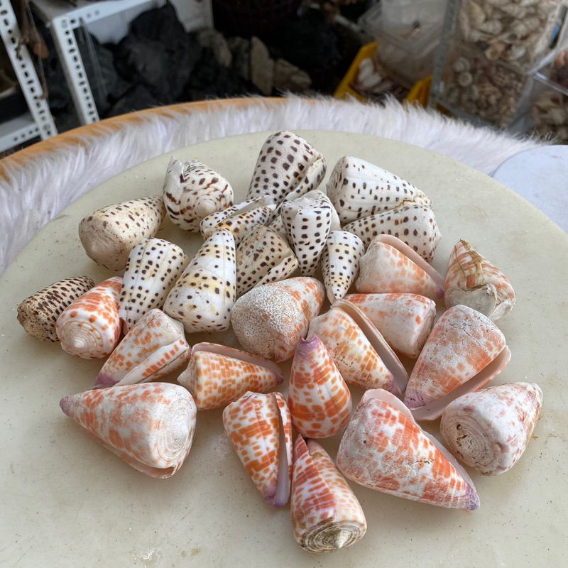 VỎ ỐC CỐI trang trí, vỏ cho ốc rụt rè, ốc mượn hồn, cua ẩn sĩ, dã tràng ...