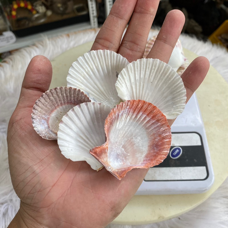 VỎ SÒ NHỎ trang trí, vỏ cho ốc rụt rè, ốc mượn hồn, cua ẩn sĩ, dã tràng ...