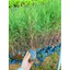 Cây giống Phi Lao, Xi Lau ( Mua 10 tặng 1 )