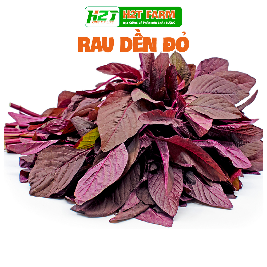 Hạt Giống Rau Dền Đỏ Cao Sản, Dễ Trồng Gói r - h2t farm | Shopee Việt Nam