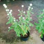 Cây Hoa Cúc Bách Nhật (Trắng) - cây cảnh đẹp trang trí, trồng sân vườn