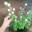 Cây Hoa Cúc Bách Nhật (Trắng) - cây cảnh đẹp trang trí, trồng sân vườn
