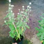 Cây Hoa Cúc Bách Nhật (Trắng) - cây cảnh đẹp trang trí, trồng sân vườn