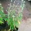 Cây Hoa Cúc Bách Nhật (Trắng) - cây cảnh đẹp trang trí, trồng sân vườn