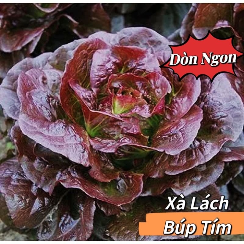 Hạt Giống Xà Lách Búp Tím f1💞 Hàng nhập khẩu Xịn, Ăn Cực Non Ngọt