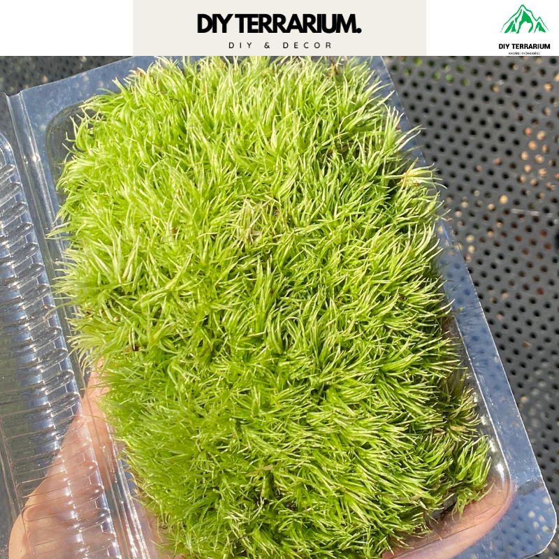 Rêu Cỏ Mây (Leucobryum Giganteum) Trang Trí Bình Terrarium | Shopee ...