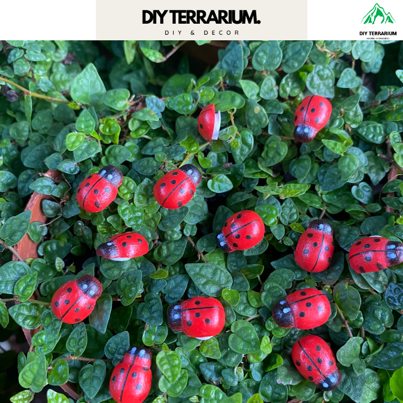 Mô Hình Bọ Rùa Trang Trí Terrarium, Tiểu Cảnh - 0.8cm | Shopee Việt Nam