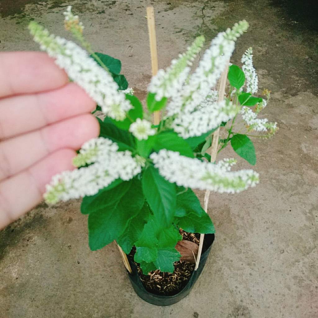 Cây Bạch Trầm Hương - cây hoa thơm hơn hoa nhài, ra hoa quanh năm, cây vừa thơm vừa gọi lộc vào nhà