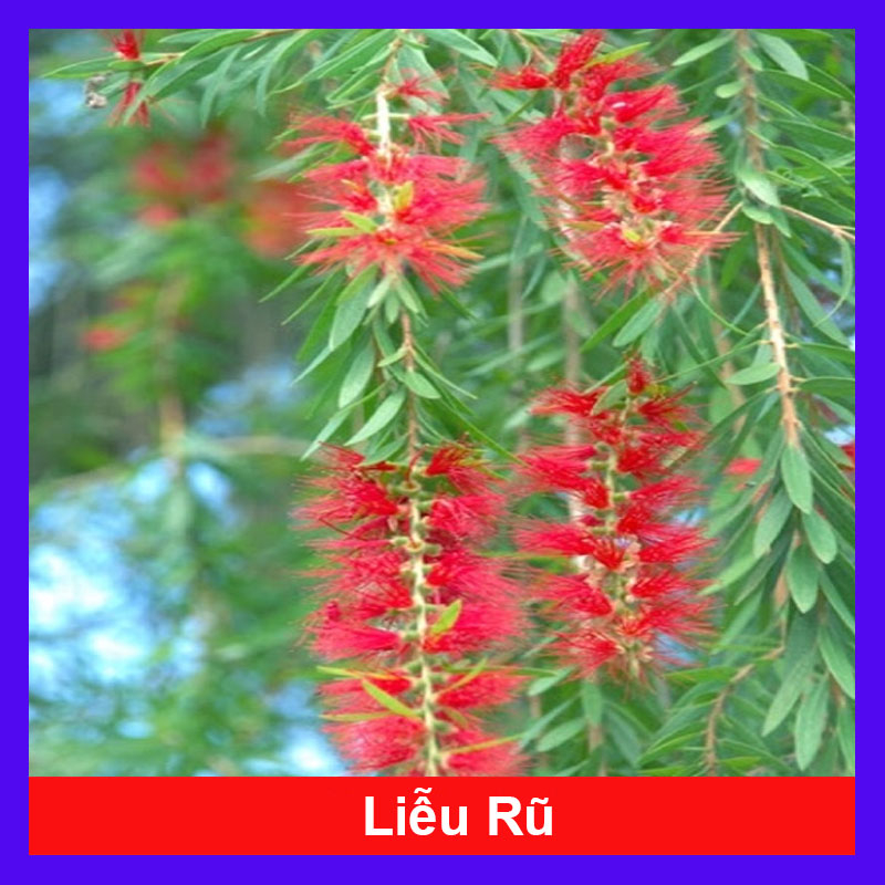 Cây Liễu rũ - cây xanh trang trí cảnh quan công trình tạo không gian ...