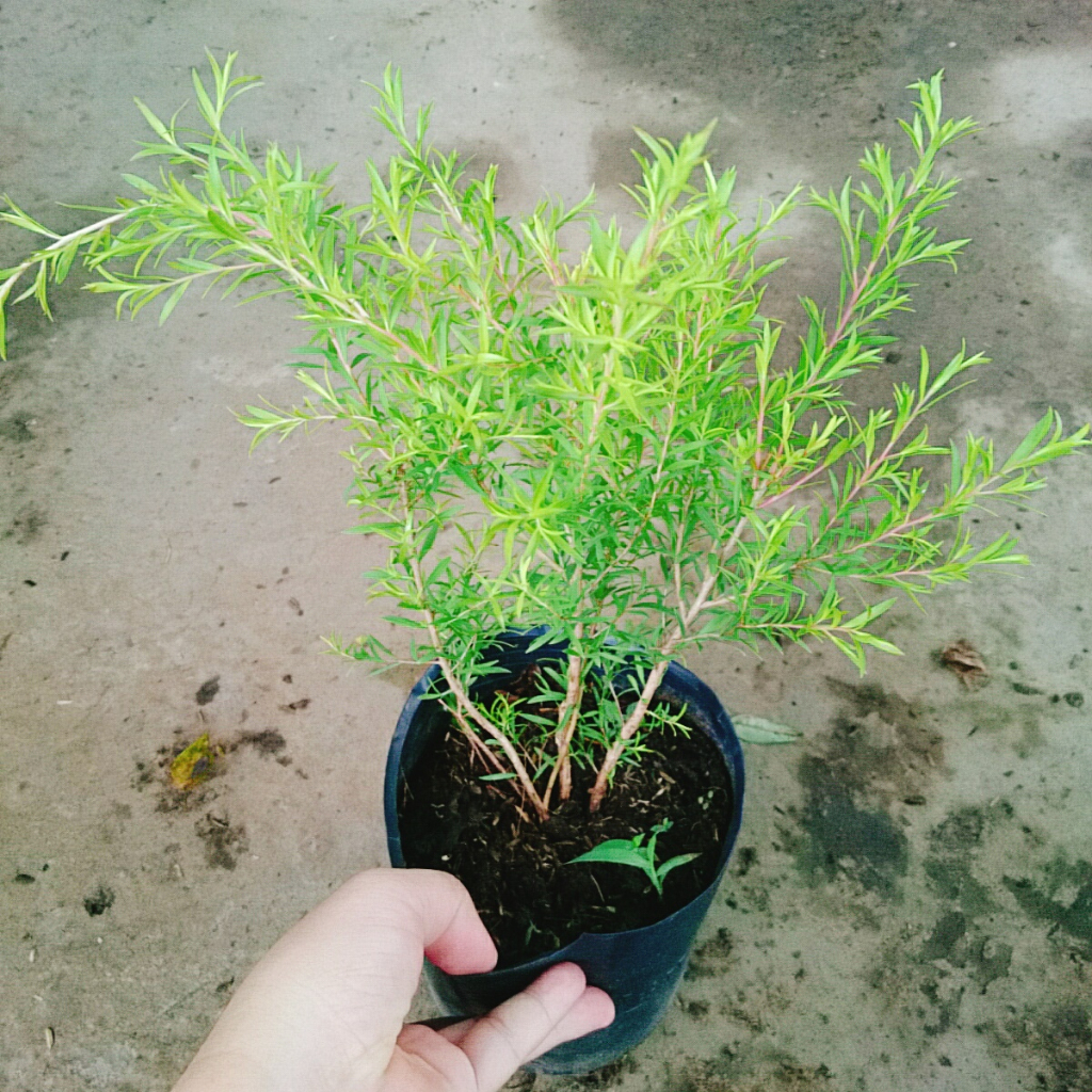 Cây Liễu rũ - cây xanh trang trí cảnh quan công trình tạo không gian tươi tắn thơ mộng