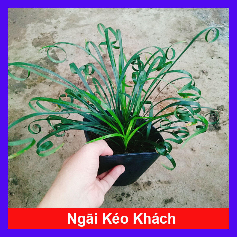 Cây ngãi kéo khách (ngãi lá quắn) - cây cảnh phong thủy mang lại nhiều may mắn