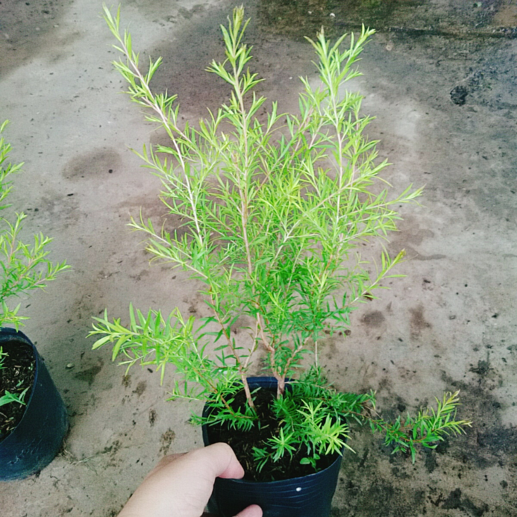 Cây Liễu rũ - cây xanh trang trí cảnh quan công trình tạo không gian tươi tắn thơ mộng