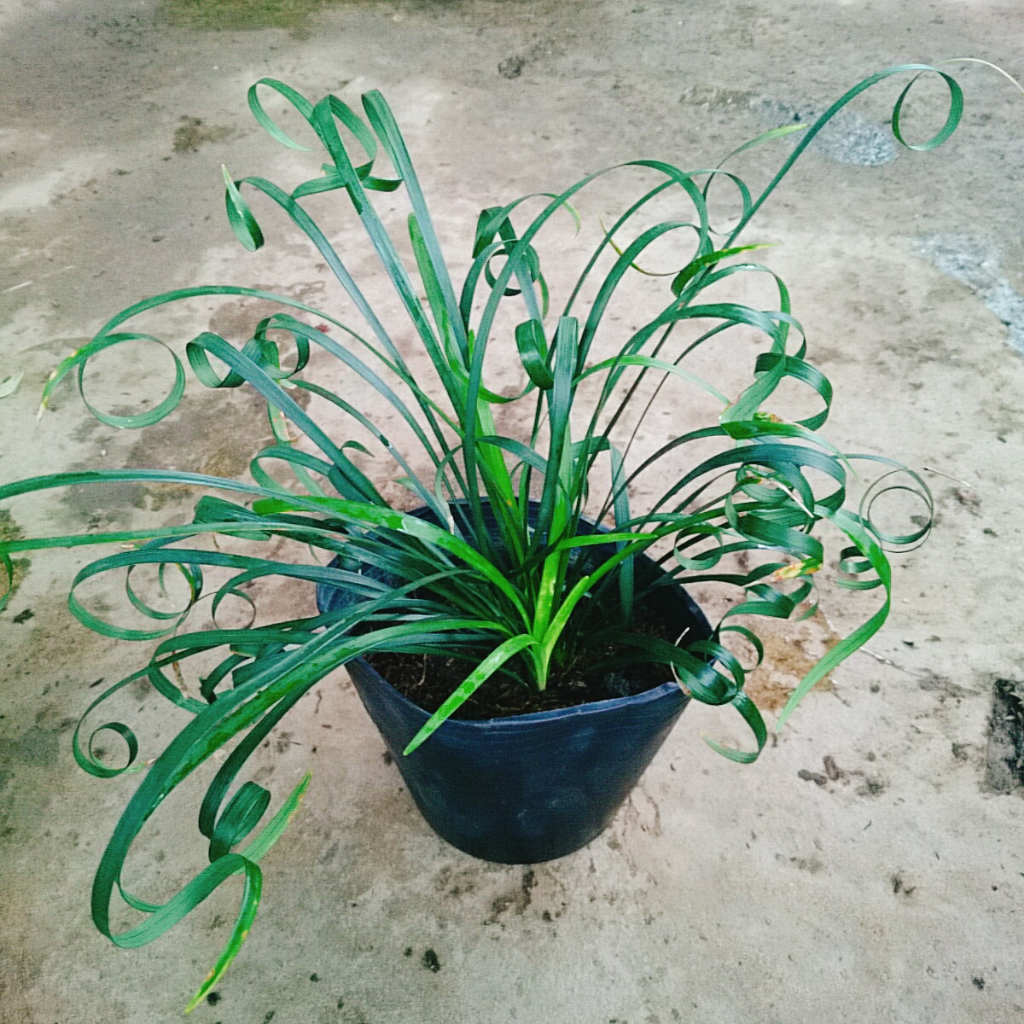 Cây ngãi kéo khách (ngãi lá quắn) - cây cảnh phong thủy mang lại nhiều may mắn
