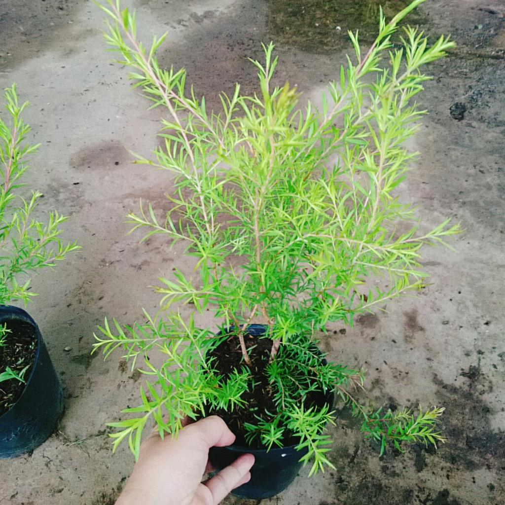 Cây Liễu rũ - cây xanh trang trí cảnh quan công trình tạo không gian tươi tắn thơ mộng