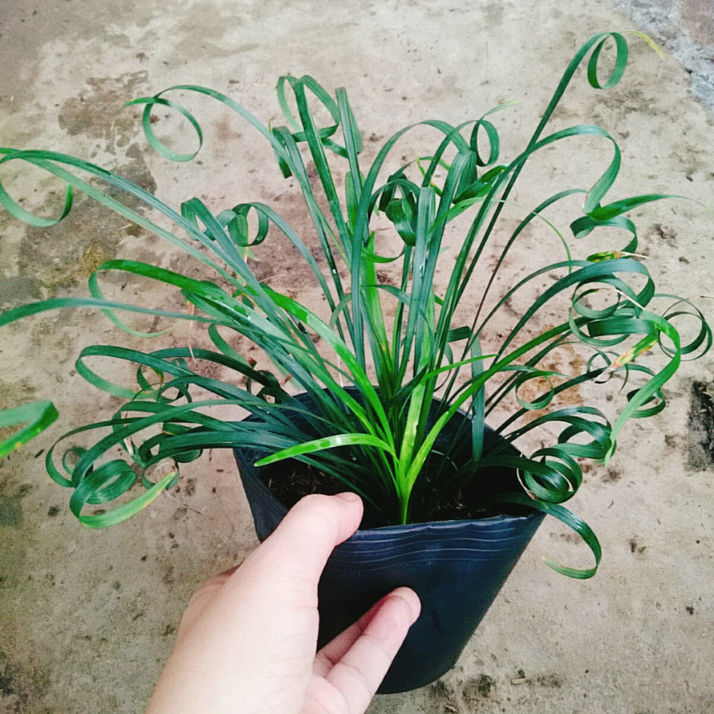 Cây ngãi kéo khách (ngãi lá quắn) - cây cảnh phong thủy mang lại nhiều may mắn