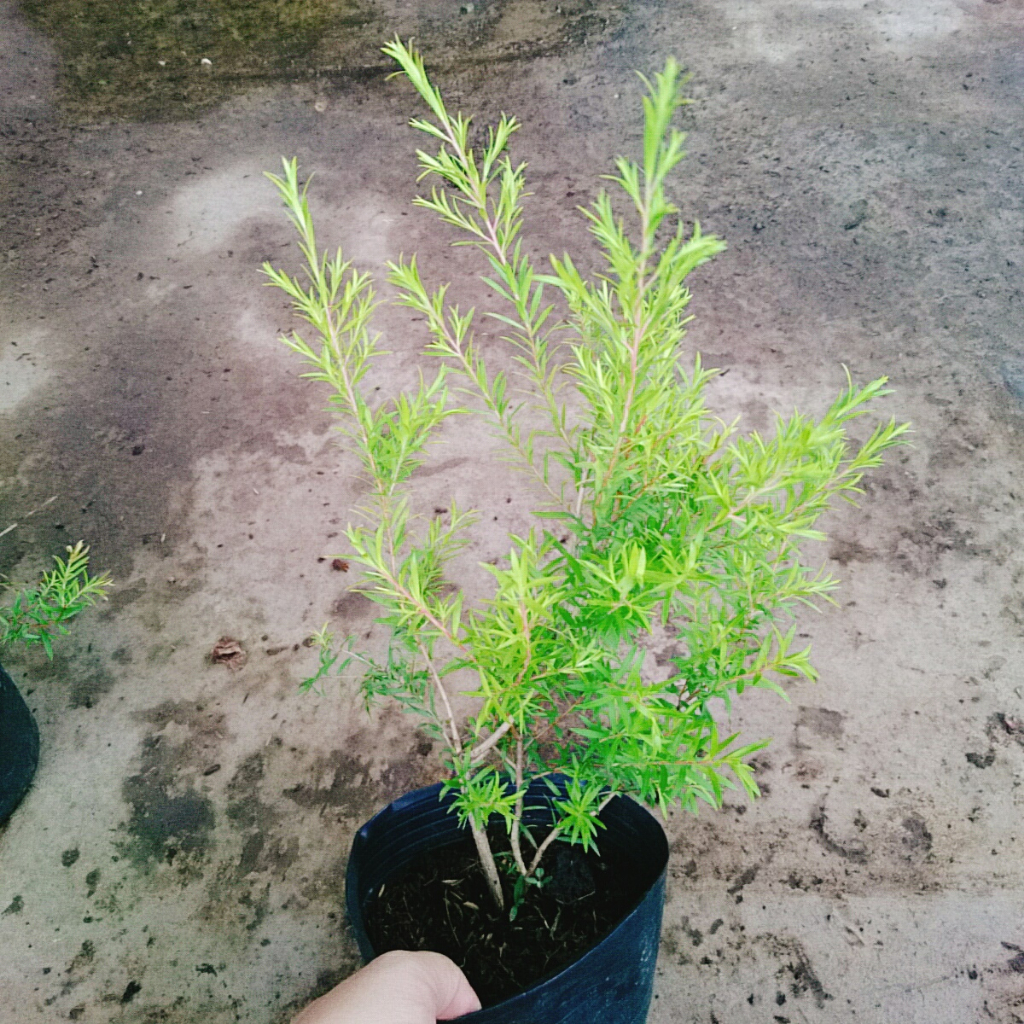 Cây Liễu rũ - cây xanh trang trí cảnh quan công trình tạo không gian tươi tắn thơ mộng