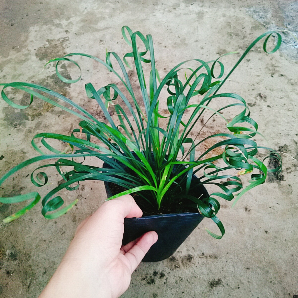 Cây ngãi kéo khách (ngãi lá quắn) - cây cảnh phong thủy mang lại nhiều may mắn