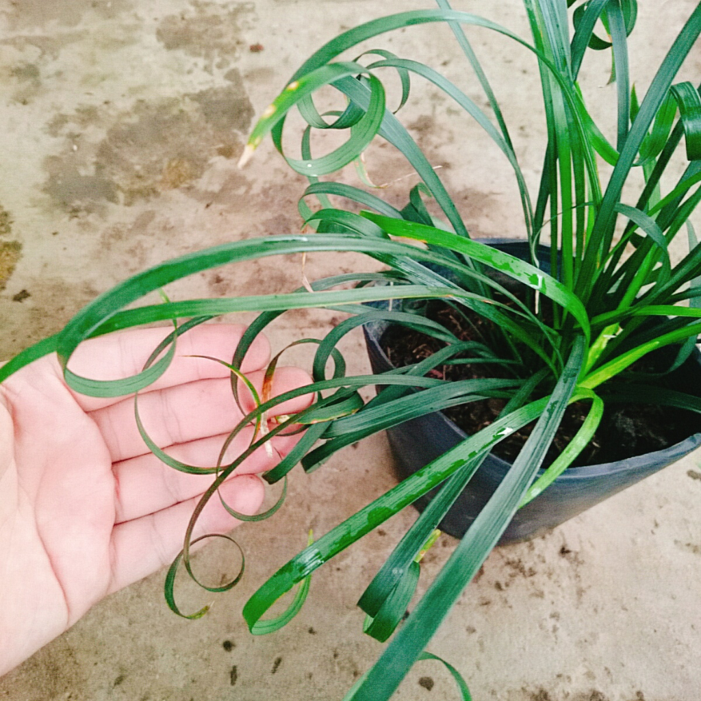 Cây ngãi kéo khách (ngãi lá quắn) - cây cảnh phong thủy mang lại nhiều may mắn