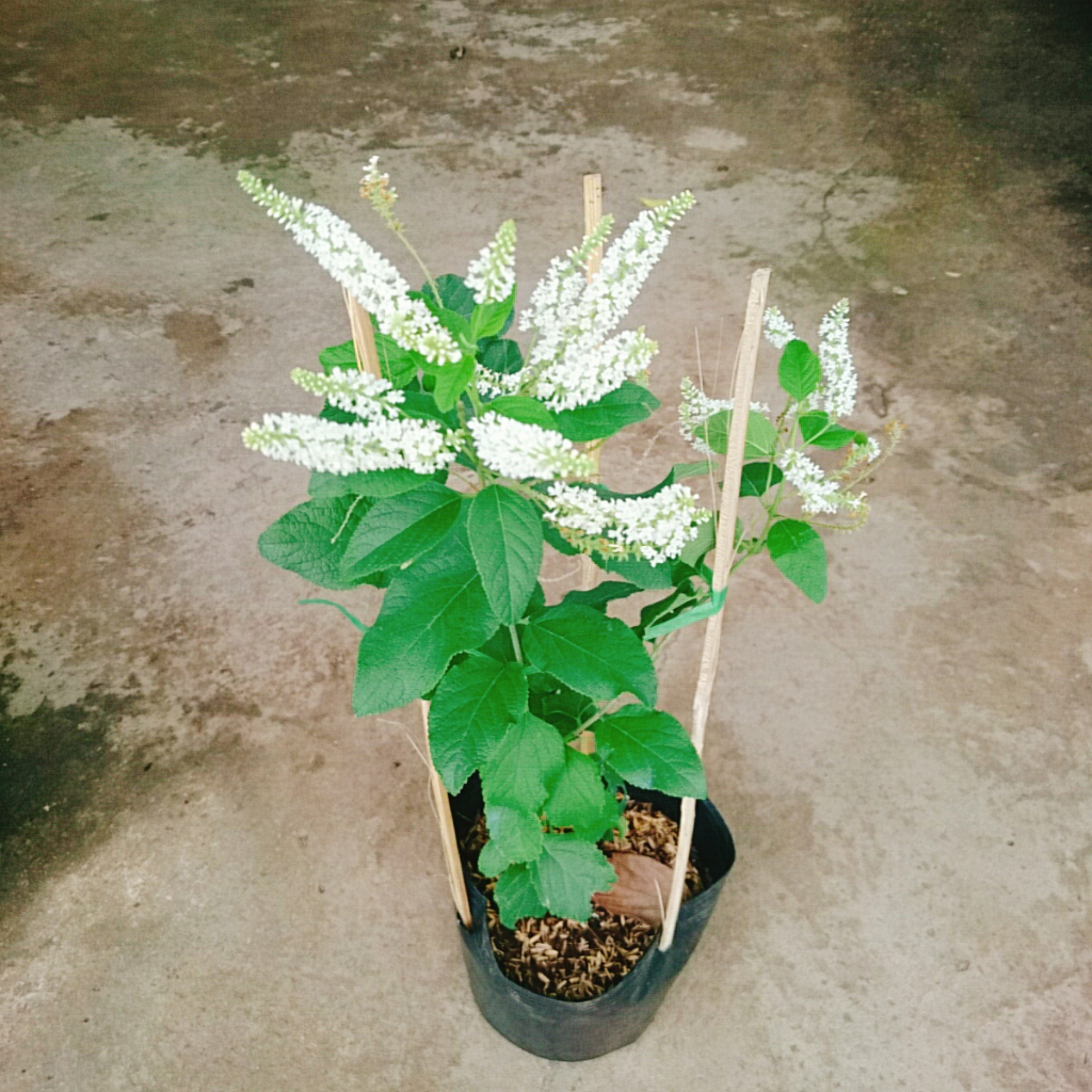 Cây Bạch Trầm Hương - cây hoa thơm hơn hoa nhài, ra hoa quanh năm, cây vừa thơm vừa gọi lộc vào nhà