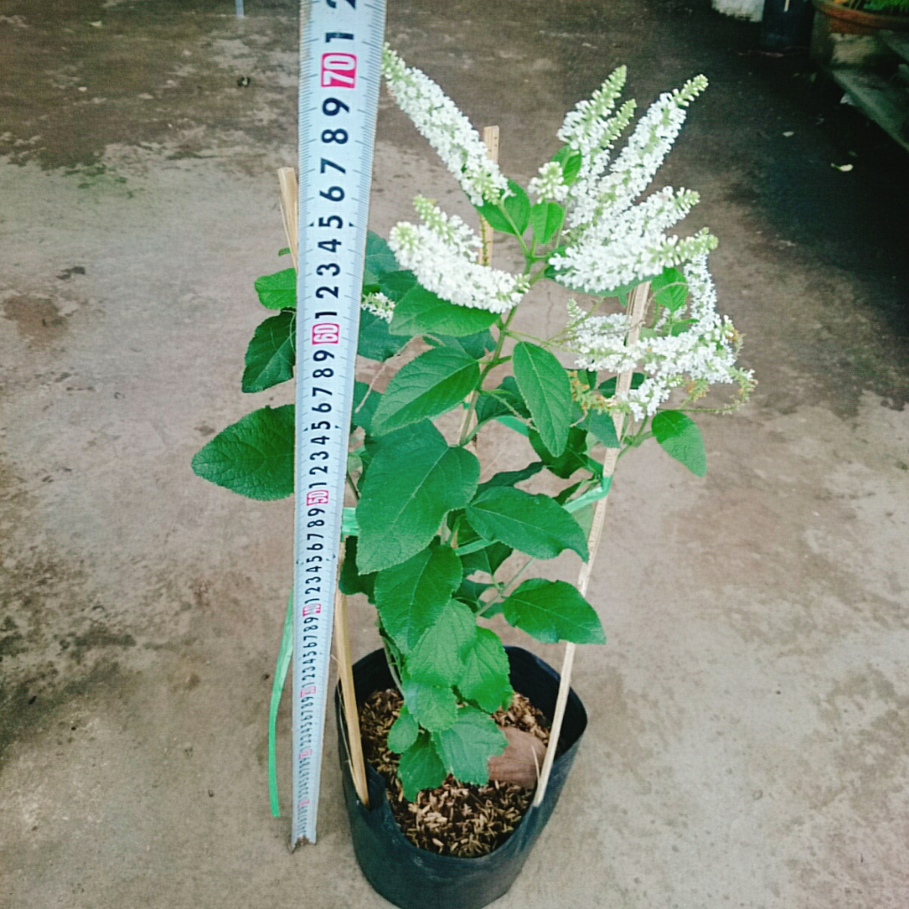 Cây Bạch Trầm Hương - cây hoa thơm hơn hoa nhài, ra hoa quanh năm, cây vừa thơm vừa gọi lộc vào nhà