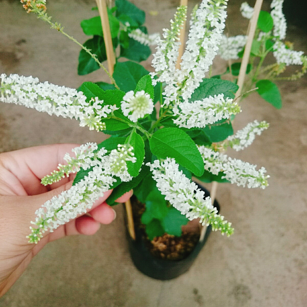 Cây Bạch Trầm Hương - cây hoa thơm hơn hoa nhài, ra hoa quanh năm, cây vừa thơm vừa gọi lộc vào nhà