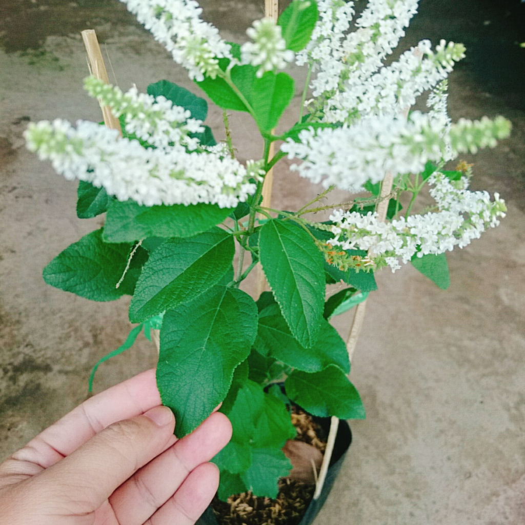 Cây Bạch Trầm Hương - cây hoa thơm hơn hoa nhài, ra hoa quanh năm, cây vừa thơm vừa gọi lộc vào nhà
