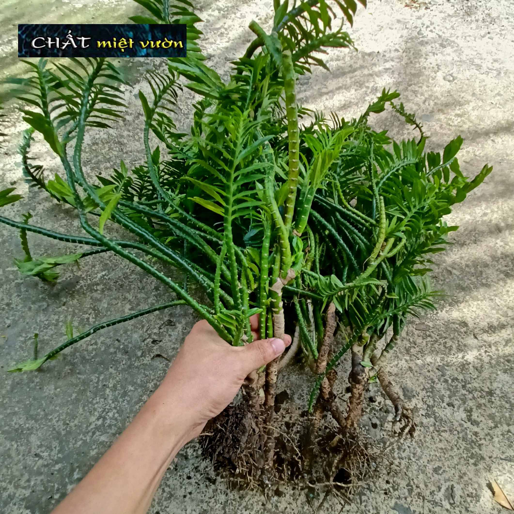 Hoa Tết: Cây Chân Rết giống - Cây Ráy Leo - Cây Ráy Bò -Cây Tràng Pháo ...