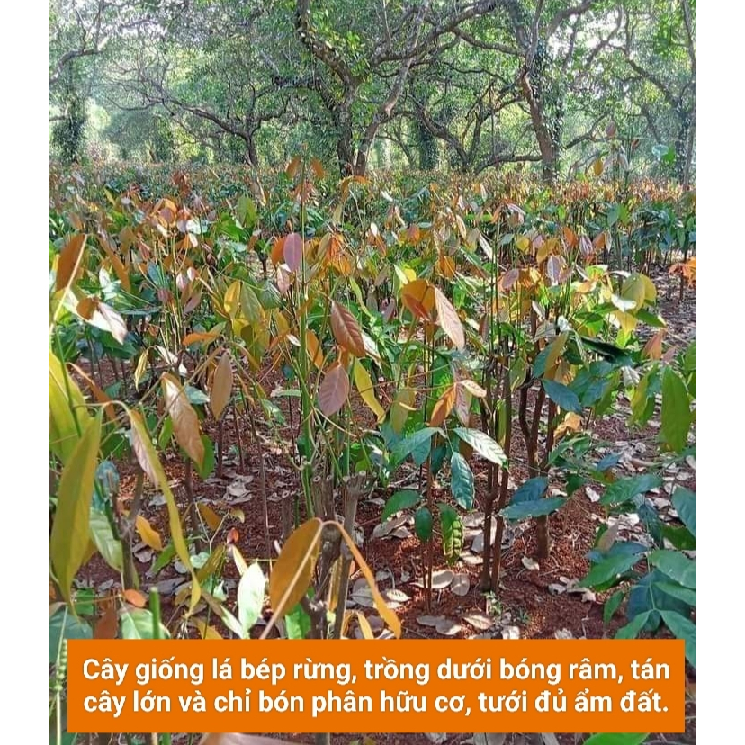 Combo 10 CÂY GIỐNG RAU BÉP RỪNG K'LONG - Cỡ ngón tay út