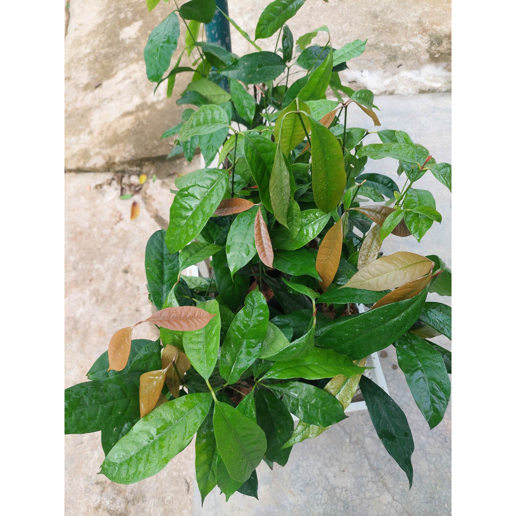 Combo 10 CÂY GIỐNG RAU BÉP RỪNG K'LONG - Cỡ ngón tay út