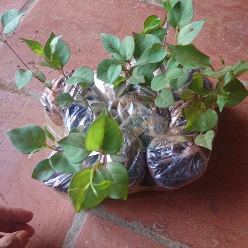 Combo 5 cây Lá Giang giống chuẩn Miền Nam | Shopee Việt Nam